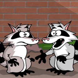 portrait-racoons